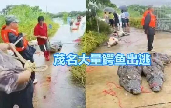 广东鳄鱼暴雨中出逃已抓回36条 背后真相实在让人惊愕